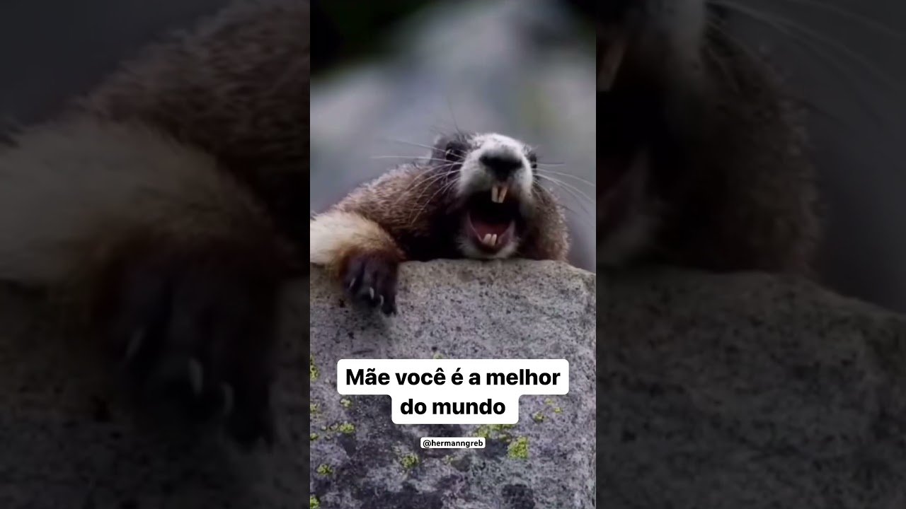 MAMÃE EU TE AMO ❤️ #hermanngreb #daytrade #mercadofinanceiro #minidolar #bolsadevalores