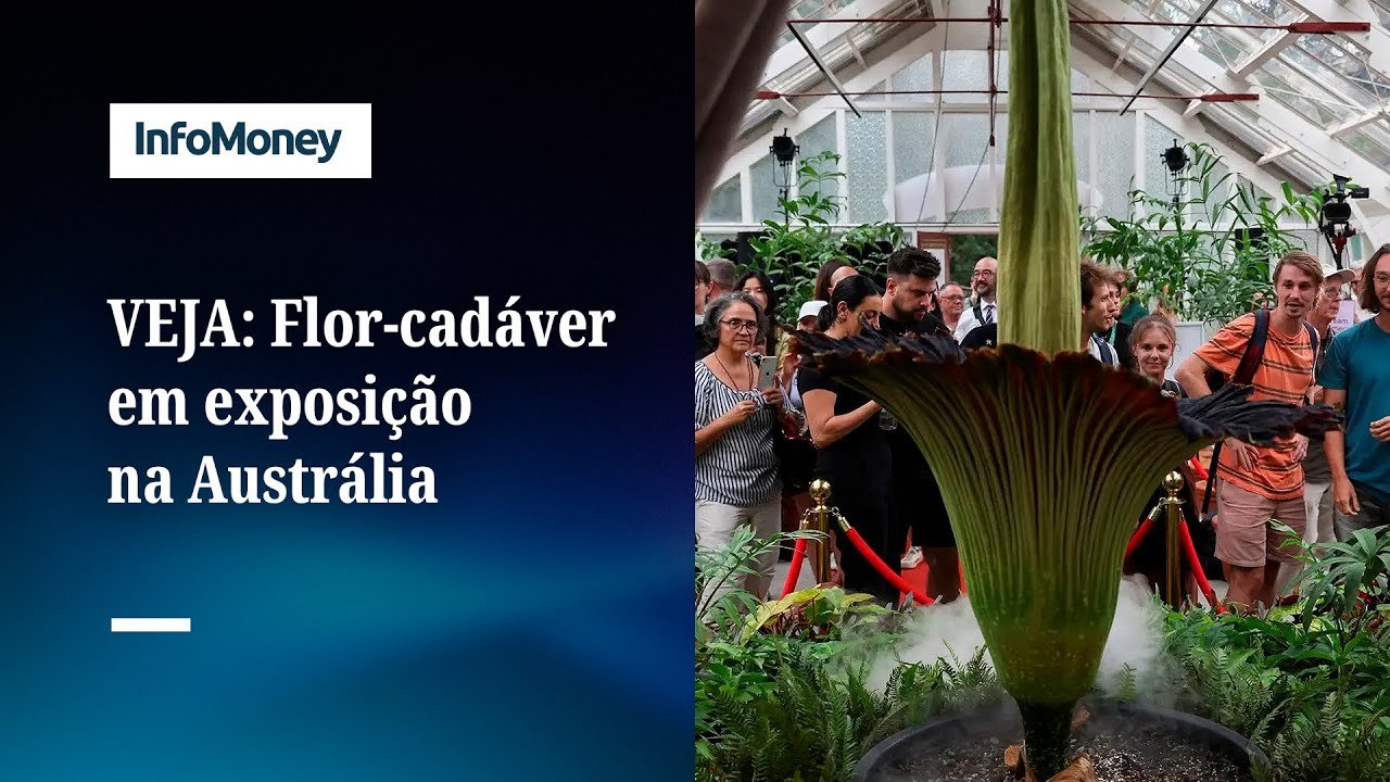 “Gambá morto”. Qual o cheiro da flor-cadáver em exposição na Austrália?