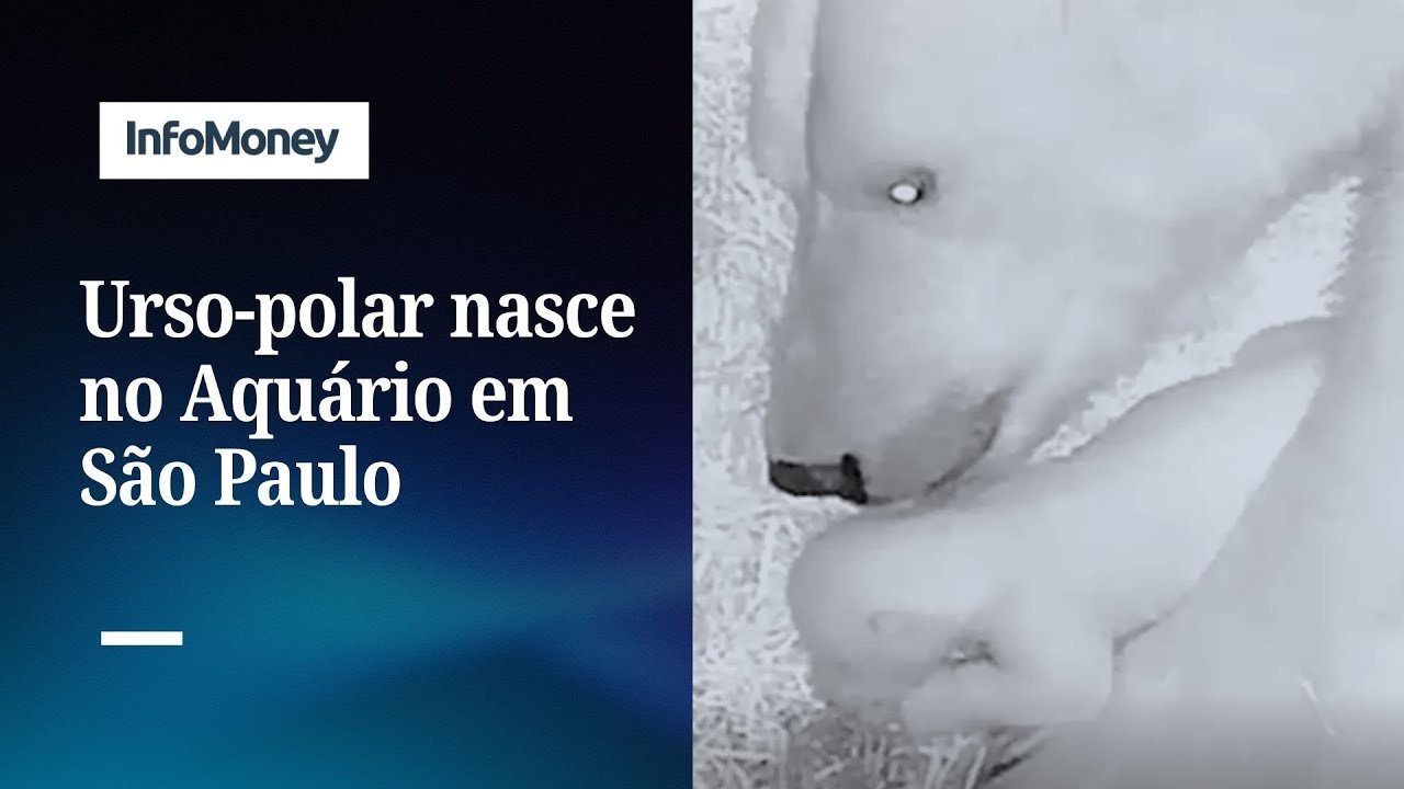 Primeiro urso-polar da América Latina nasce em São Paulo