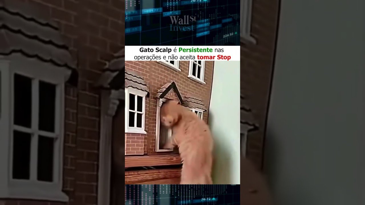 Gato Scalp é persistente nas operações Day Trade e não aceita tomar Stop