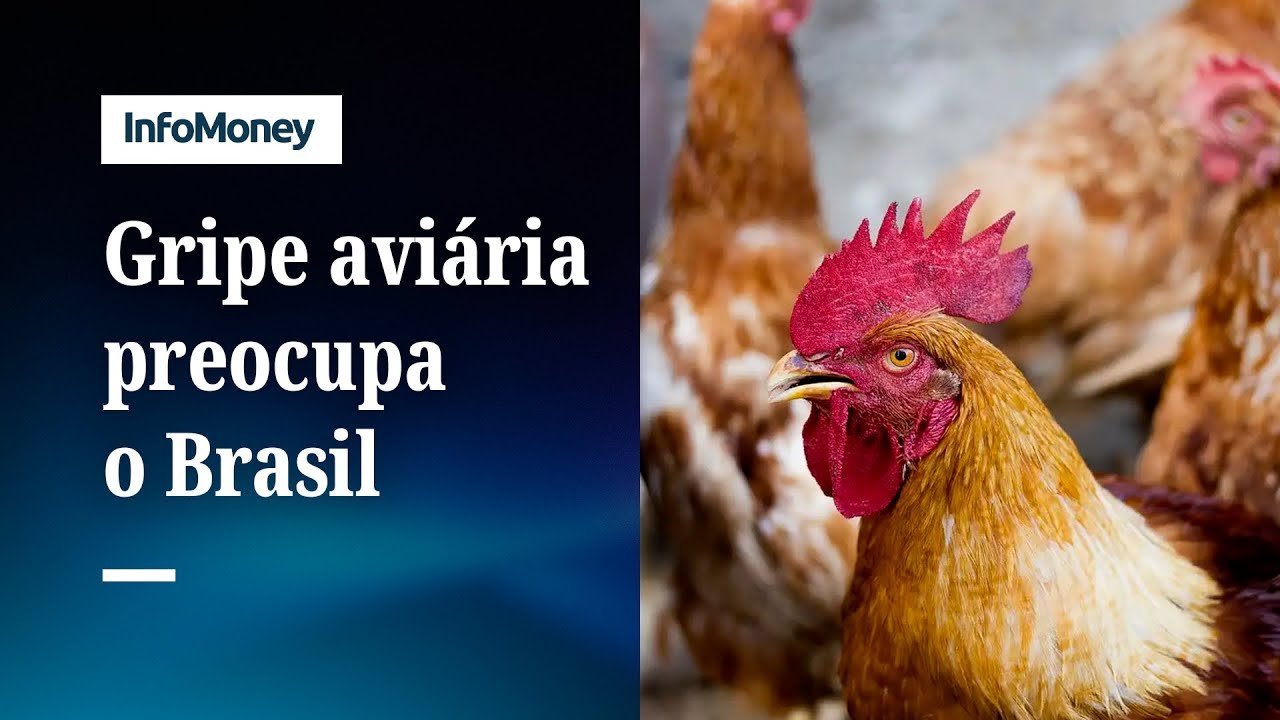 China suspende importação de carne de frango do Brasil | InfoMoney News
