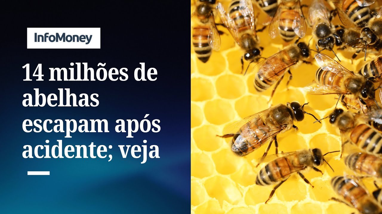 Caminhão tomba nos EUA e 14 milhões de abelhas escapam; veja vídeo | InfoMoney News