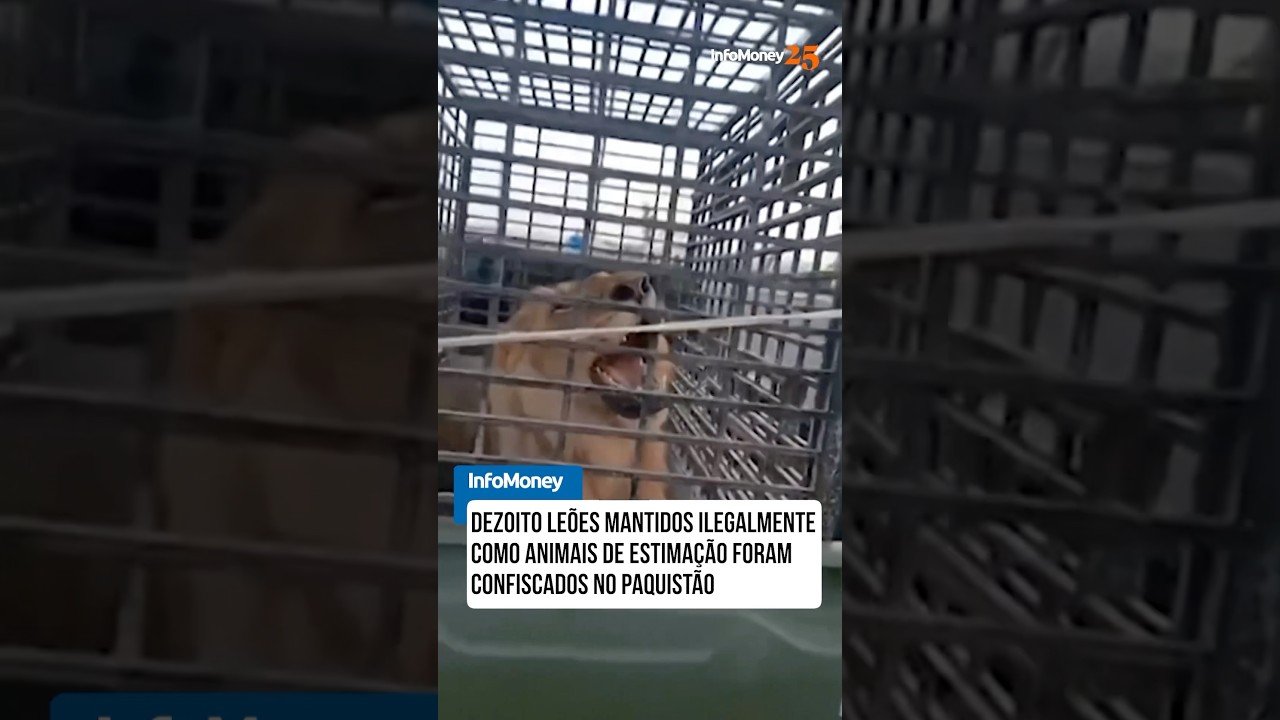 Leões mantidos como animais de estimação foram confiscados no Paquistão