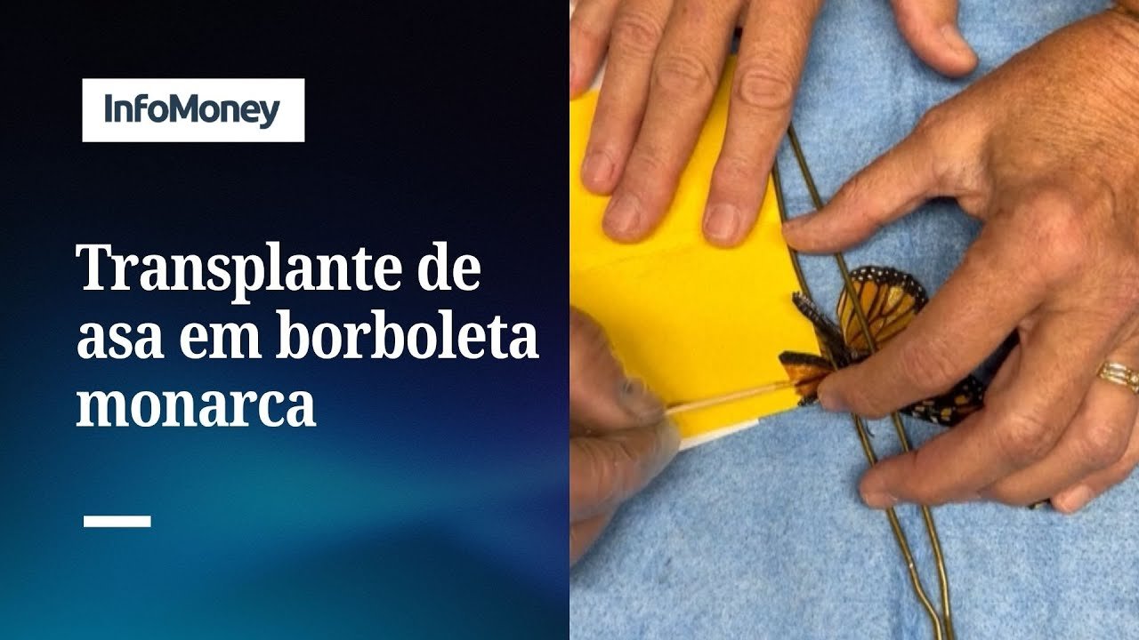 Equipe realiza delicado transplante de asa em borboleta monarca | InfoMoney News