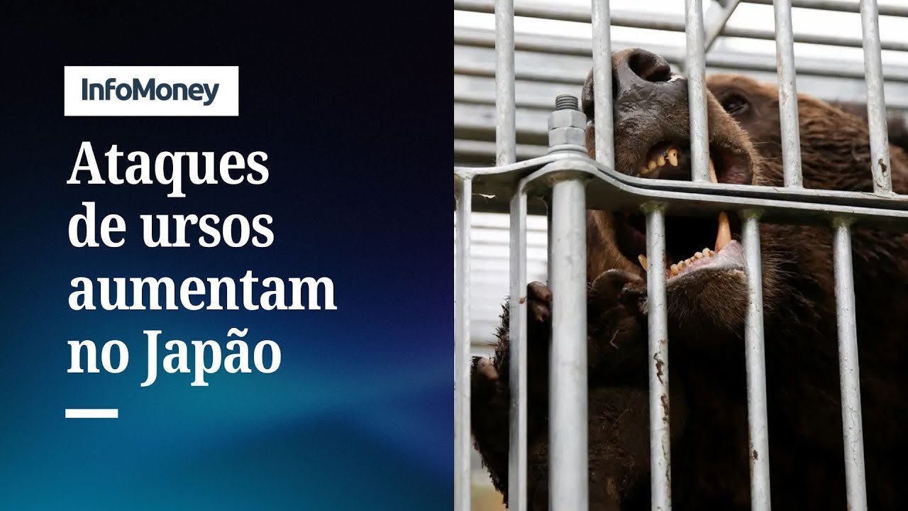 Japão tem cerca de 100 ataques de ursos só em 2025 e 10 mortes | InfoMoney News