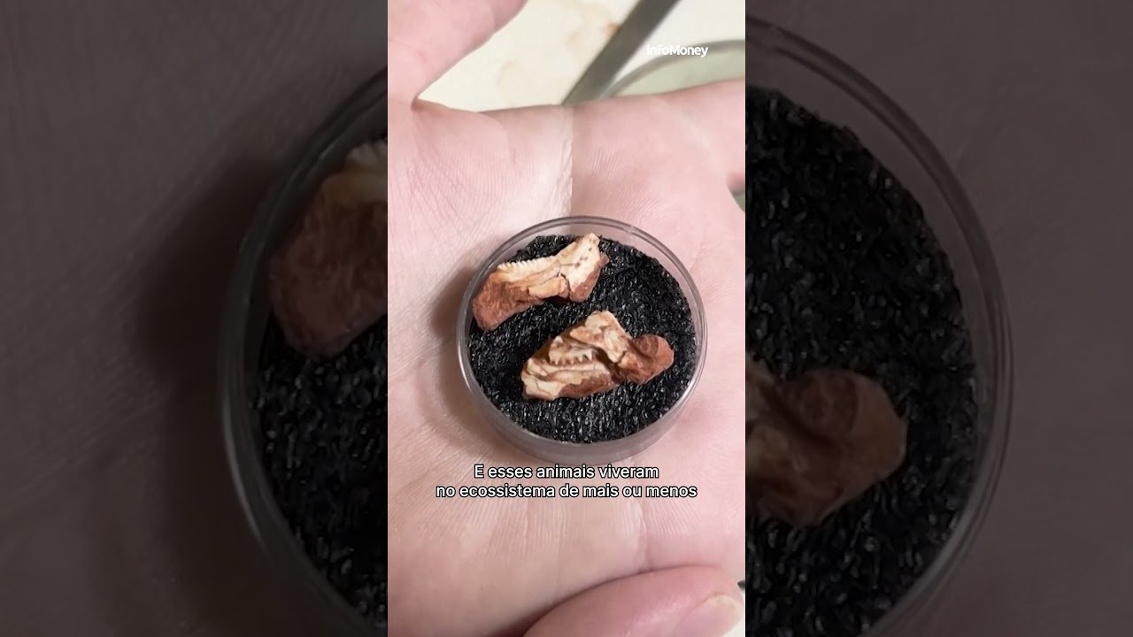 Fóssil de dinossaurodescoberto no Brasil