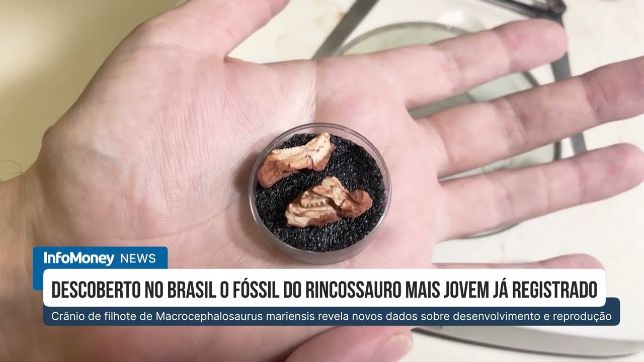 O rincossauro mais jovem já registrado é revelado no Brasil | InfoMoney News