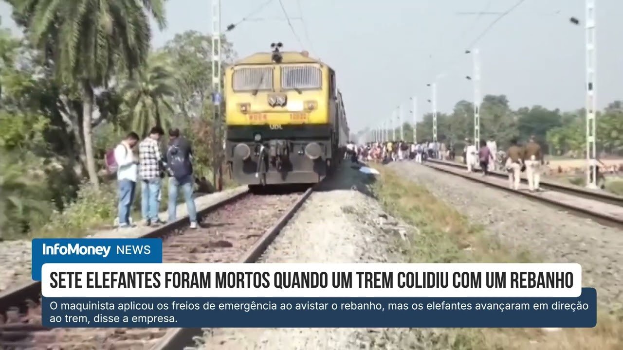 Trem atropela rebanho de elefantes na Índia