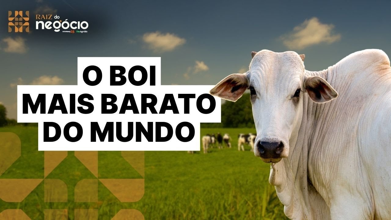BRASIL TEM O BOI MAIS BARATO DO MUNDO, veja a comparação com outros países | Raiz do Negócio