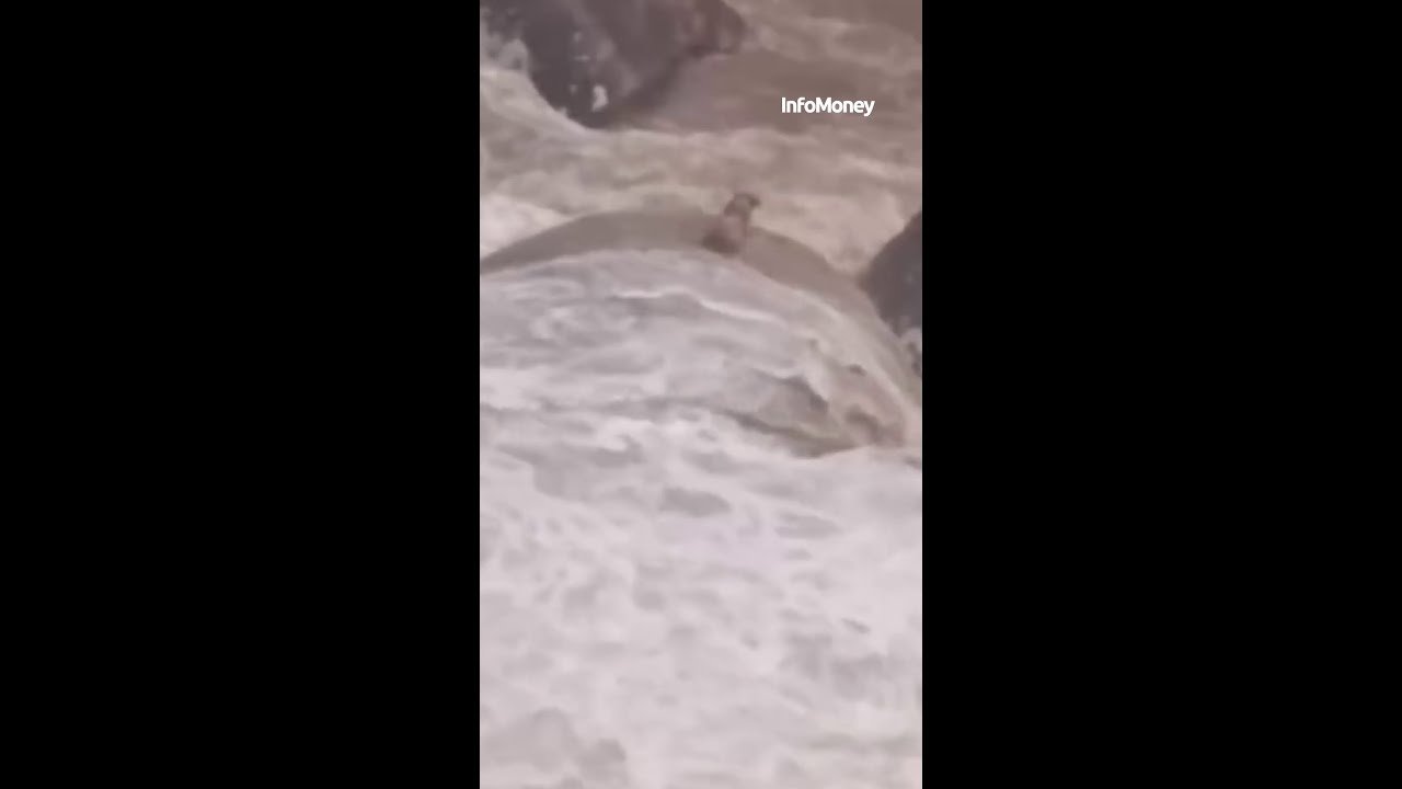 Bombeiros resgatam cão cego e surdo ilhado em cascata no Rio de Janeiro