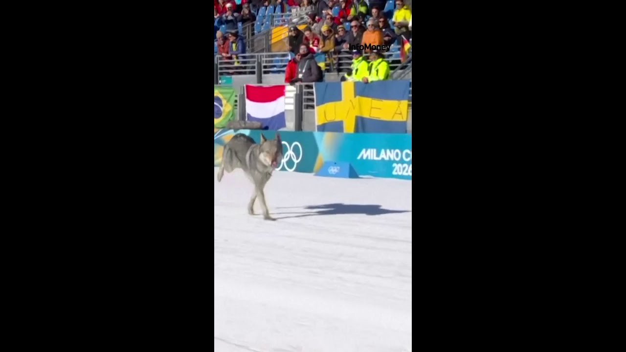 Cão invade pista, confunde sensor e altera resultado do Brasil
