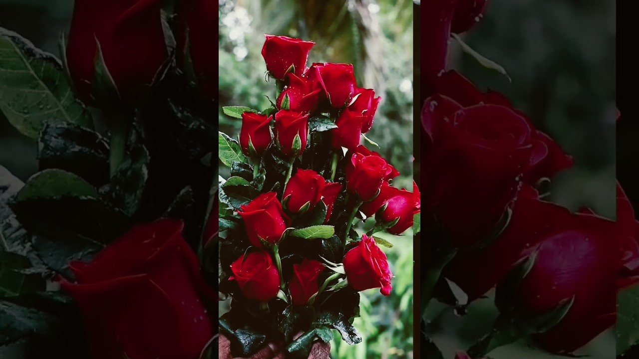 #happy #roj #daytrade tujh mein Hi Rab dikhta Hai Yara Main Kya Karun#lovesongstatus #supporting