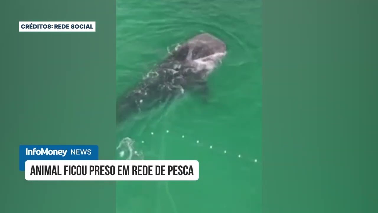 Tubarão-baleia fica preso em rede em Arraial do Cabo