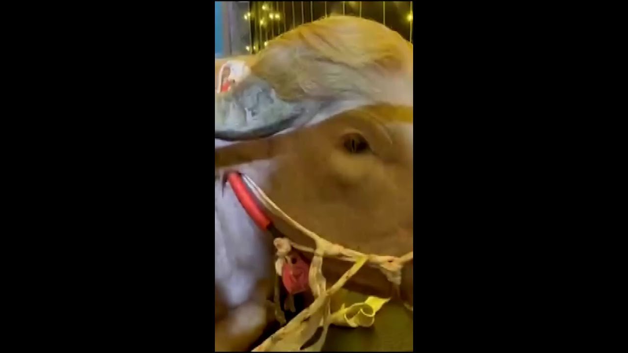 Bangladesh vai sacrificarbúfalo albino apelidado deDonald Trump no Eid