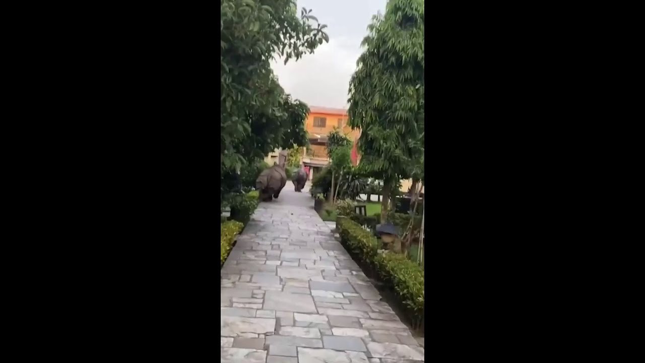 Briga entre rinocerontes interrompe rotina de turistas em cidade do Nepal