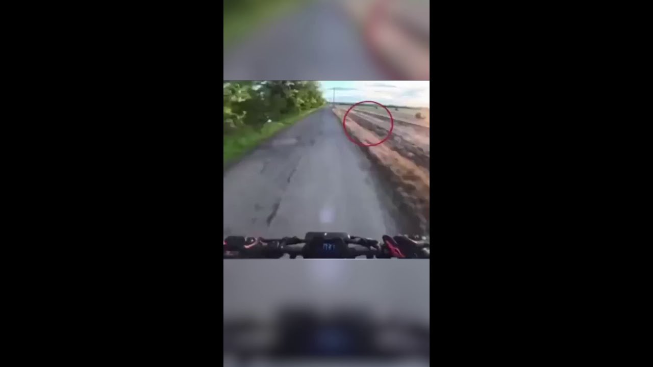 Lebre salta no rosto de piloto e o derruba de scooter na Hungria