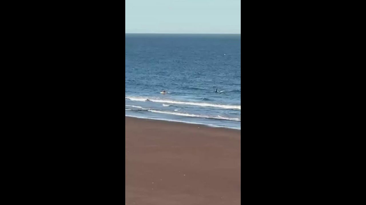 Orca avança contra canoísta na costa da Argentina