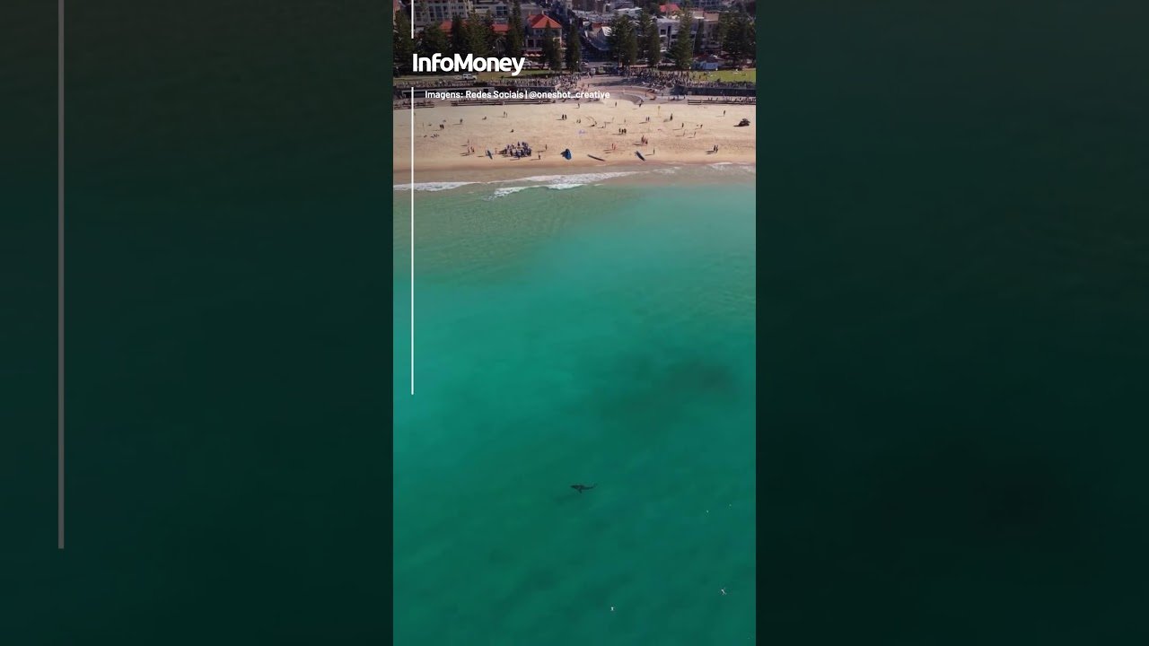 Imagens mostram tubarão de 3,5 m que atacou mulher na Austrália