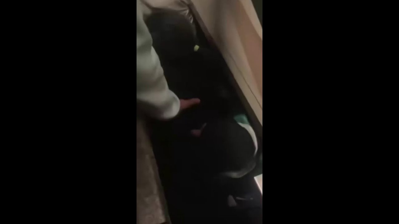 Mulher cai no vão entre trem e plataforma em estação da Linha 9-Esmeralda