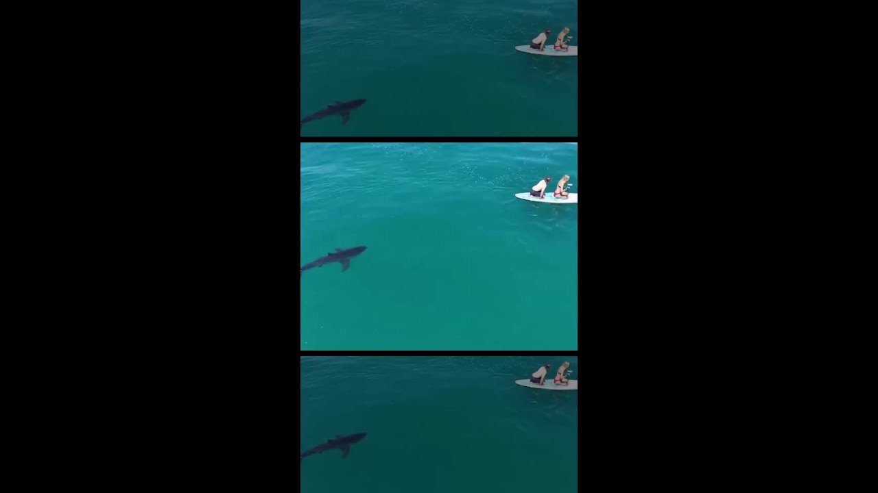 Tubarão-branco segue praticantes de stand up paddle sem que eles percebam