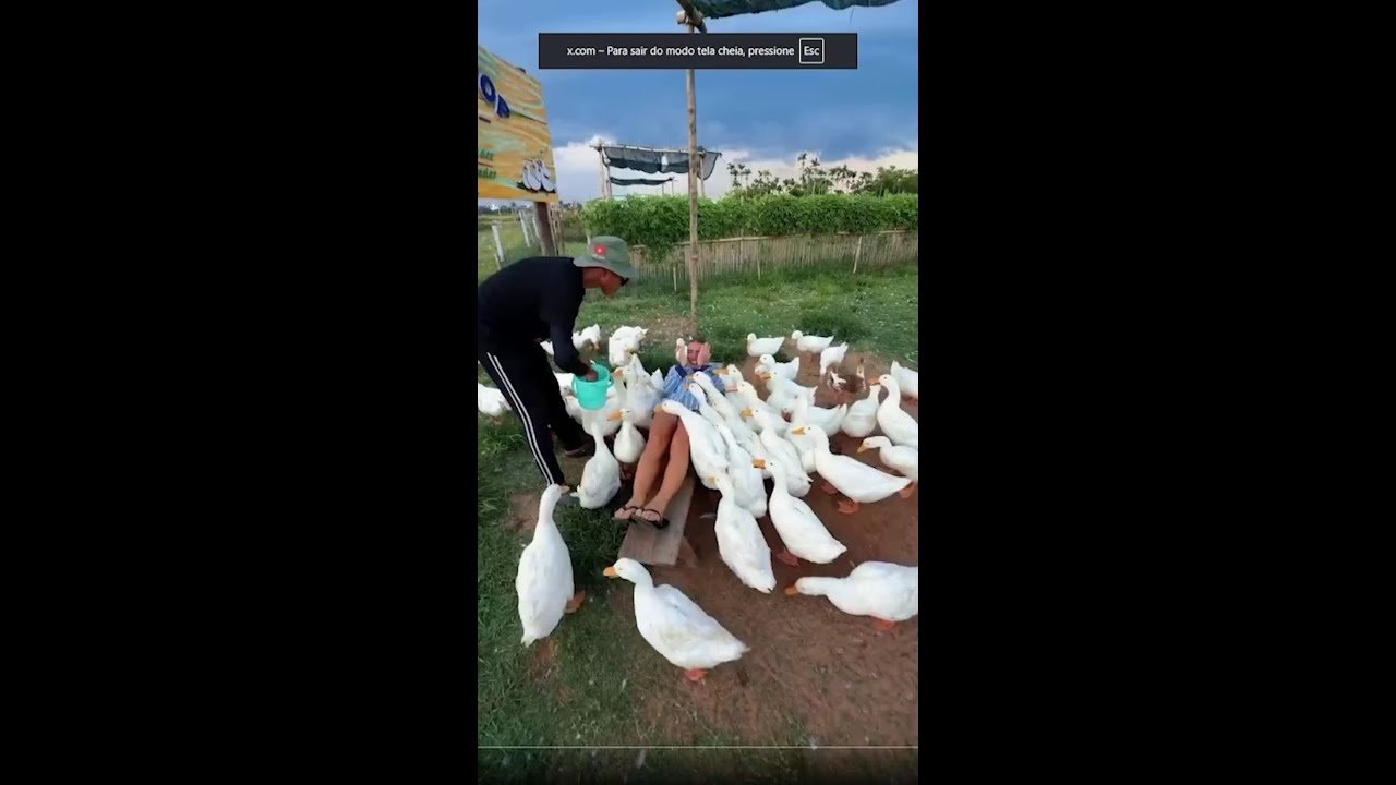 Turistas são cobertos por comida e cercados por patos em atração no Vietnã