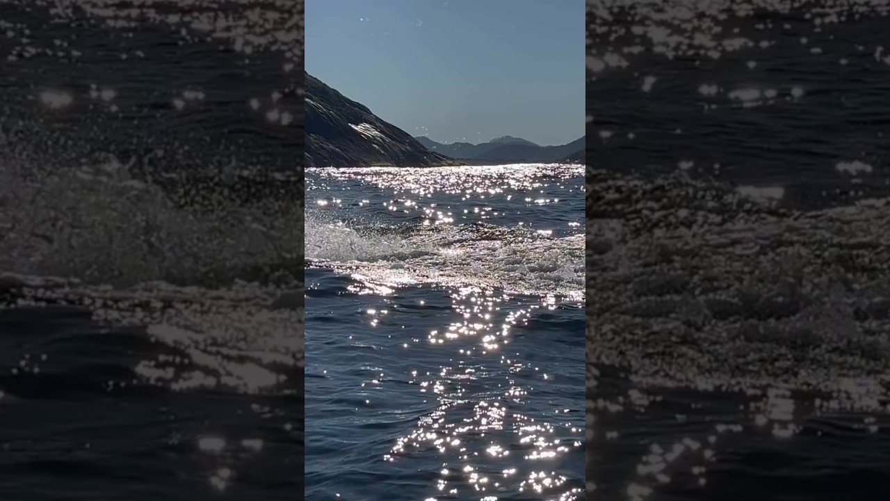 Uma baleia-jubarte é resgatada por remadores após ficar presa em rede de pesca