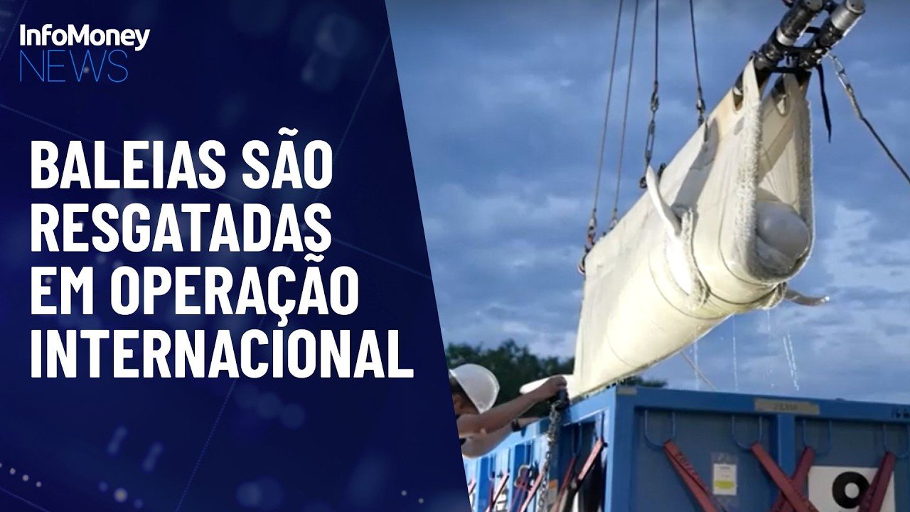 Dezenas de baleias são resgatadas no Canadá e ganham novo lar | InfoMoney News