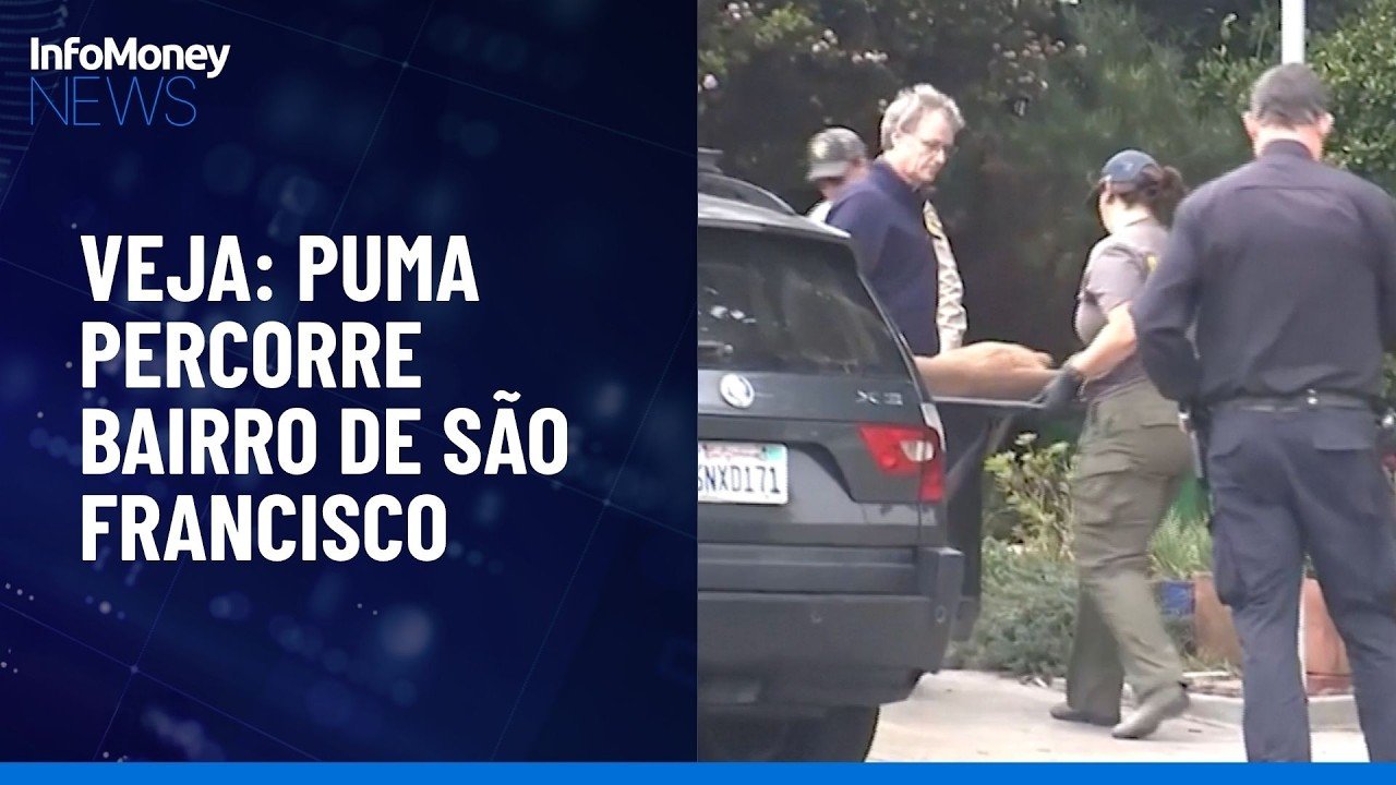 Onça-parda percorre bairro de São Francisco (EUA) e é capturado após horas de impasse | InfoMoney