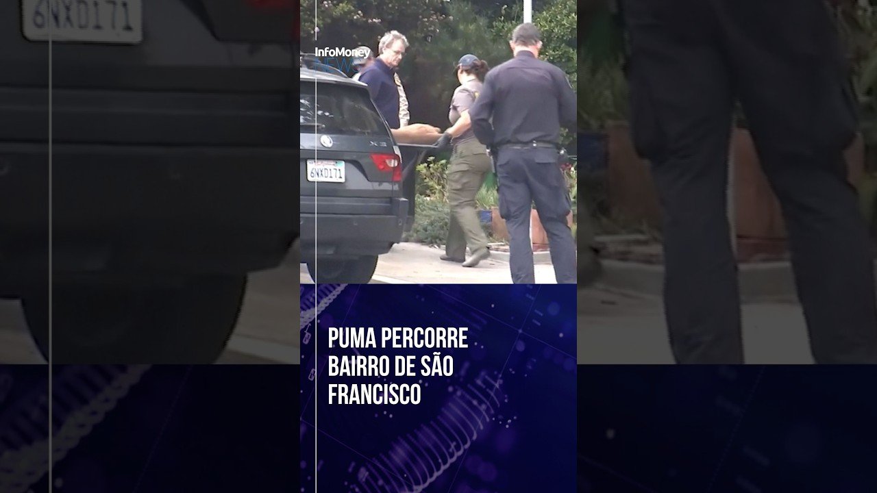 Onça-parda percorre bairro de São Francisco (EUA) e é capturado após horas de impasse | InfoMoney